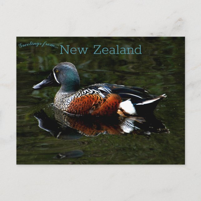 Shoveler Duck New Zealand Postcard (Front)
