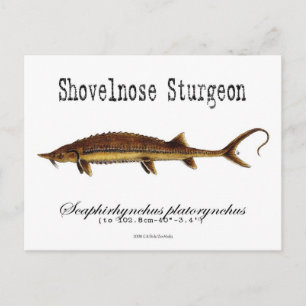 Shovelnose Sturgeon-White-Postcard Postcard