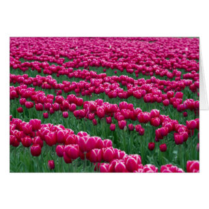 Show garden of spring-flowering tulip bulbs in