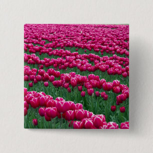 Show garden of spring-flowering tulip bulbs in 15 cm square badge