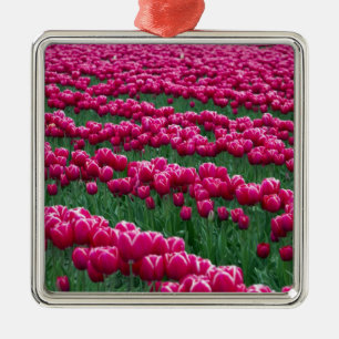 Show garden of spring-flowering tulip bulbs in metal tree decoration