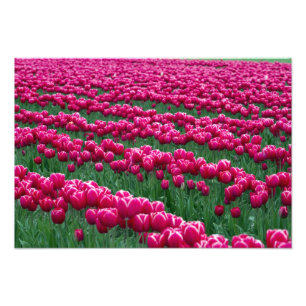 Show garden of spring-flowering tulip bulbs in photo print