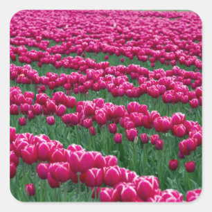Show garden of spring-flowering tulip bulbs in square sticker