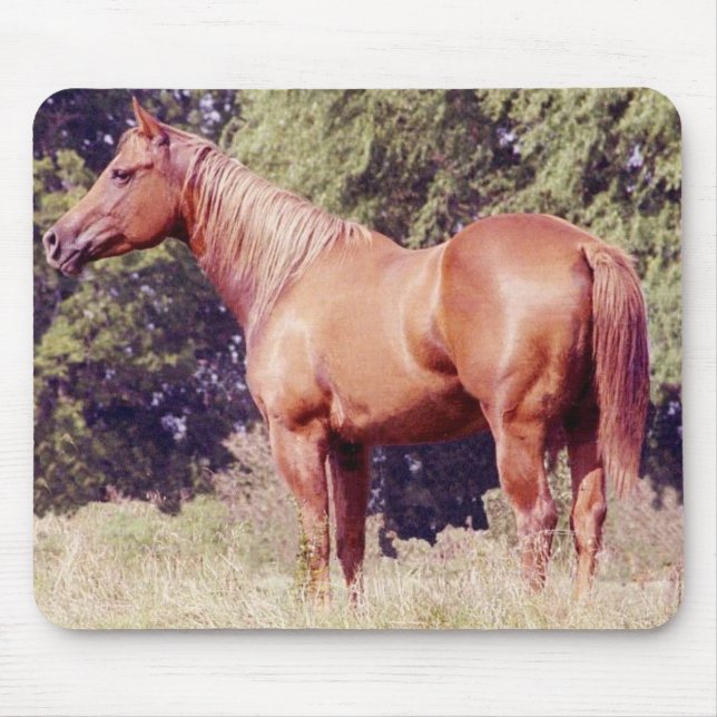 Show Horse Mouse Pad (Front)