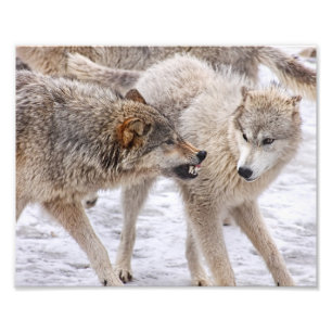 Show No Fear - Wolf Showing Domination Photo Print