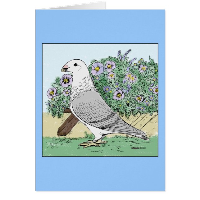 Show Racer and Flowers Colour (Front)