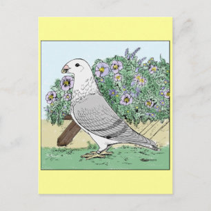 Show Racer and Flowers Colour Postcard