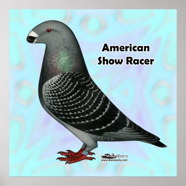 Show Racer ASR Poster (Front)