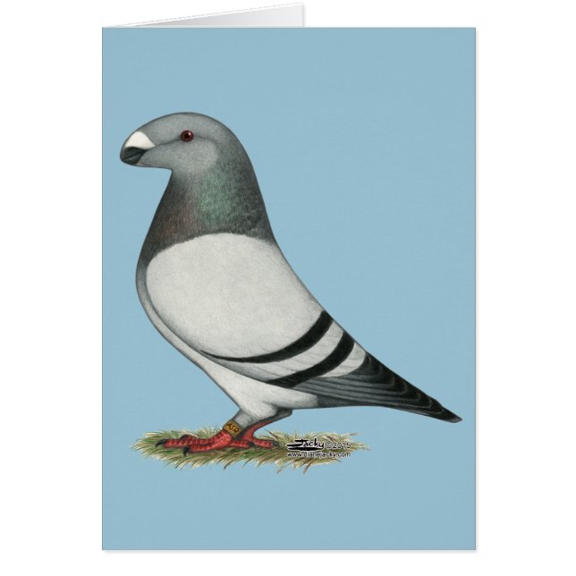 Show Racer Blue Bar Pigeon (Front)