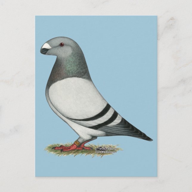 Show Racer Blue Bar Pigeon Postcard (Front)