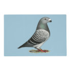Show Racer Blue Chequered Pigeon