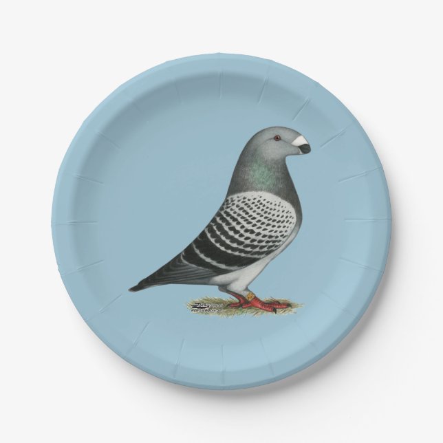 Show Racer Blue Chequered Pigeon Paper Plate (Front)