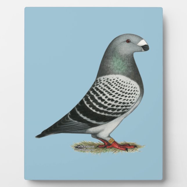 Show Racer Blue Chequered Pigeon Plaque (Front)