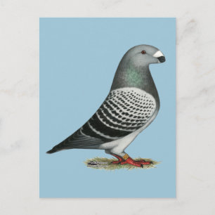 Show Racer Blue Chequered Pigeon Postcard