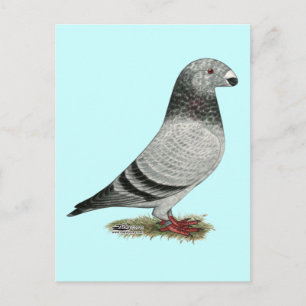 Show Racer Grizzle Postcard