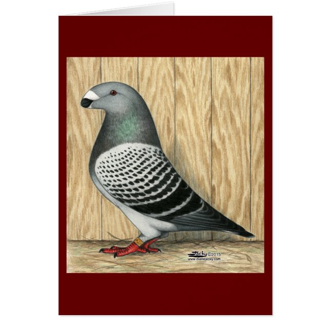 Show Racer Medium Chequered (Front)