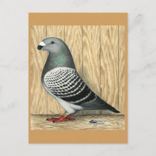 Show Racer Medium Chequered Postcard