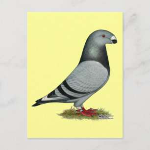 Show Racer Mismark Postcard