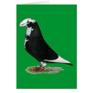 Show Racer Pied
