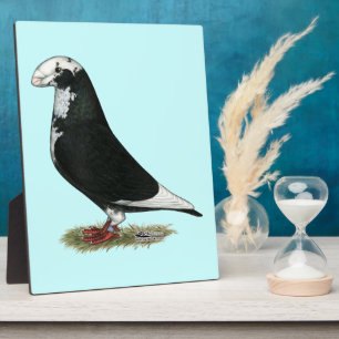 Show Racer Pied Plaque