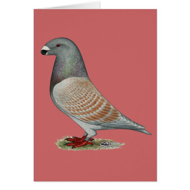 Show Racer Recessive Opal (Front)