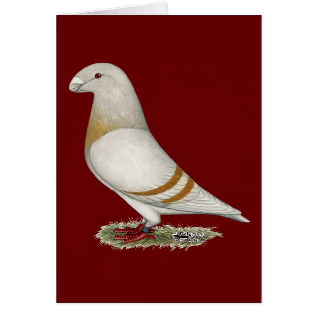 Show Racer Yellow Bar (Front)