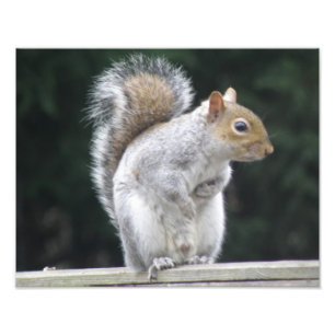 Show your best side Squirrel Photo Print