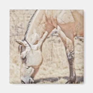 Showing some Stripes ~ Horse Magnet