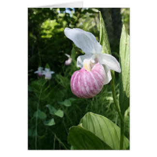 Showy Lady's Slipper