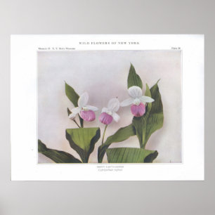 Showy Lady's-Slipper - Cypripedium reginae Poster