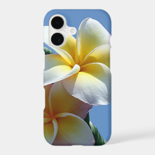 Showy Plumeria Frangipani Blooms