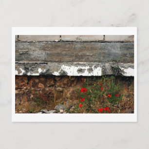 Shrapnel and poppies, Sarajevo Postcard