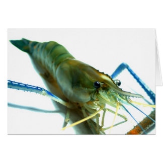 shrimp