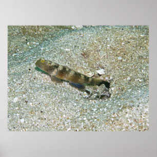 Shrimp Goby and Shrimp Poster