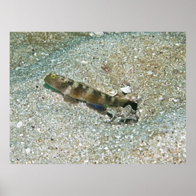 Shrimp Goby and Shrimp Poster (Front)