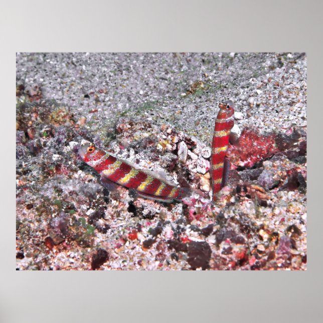 Shrimp Goby Duo Poster (Front)