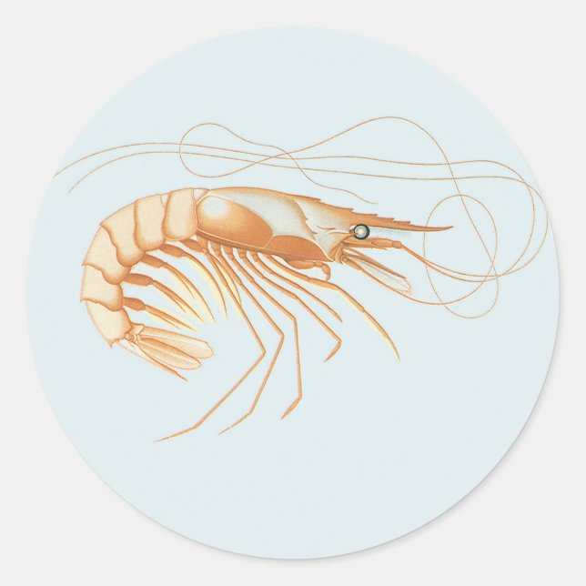 Shrimp or Prawn, Vintage Marine Life Ocean Animals Classic Round Sticker (Front)