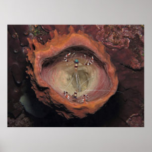 Shrimp Pair in a Sponge Poster