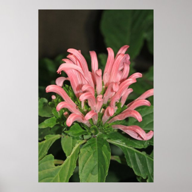 Shrimp Plant Nature Poster (Front)