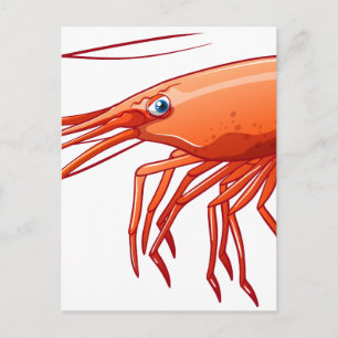 Shrimp Postcard