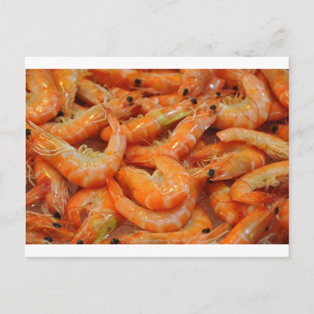 Shrimp Prawns Postcard (Front)