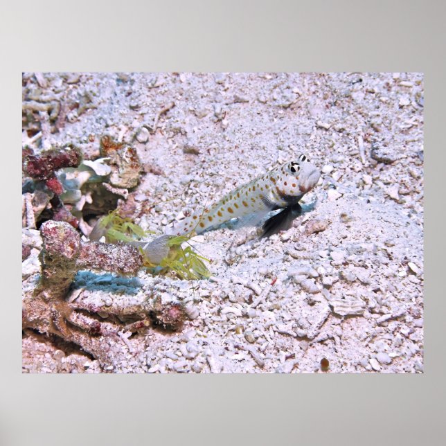 Shrimps and Shrimp Goby Poster (Front)