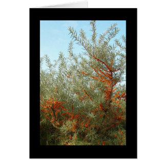 Shrub with Orange Berries
