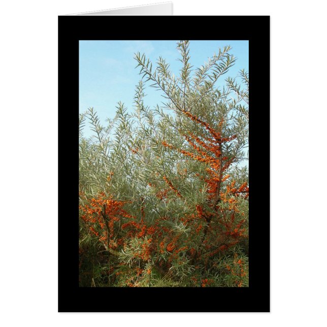 Shrub with Orange Berries (Front)