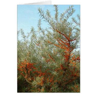 Shrub with Orange Berries
