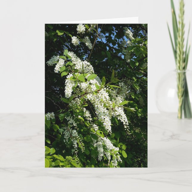 Shrub with white flowers card (Front)