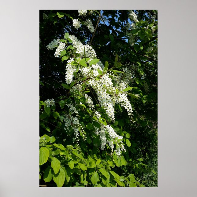 Shrub with white flowers poster (Front)