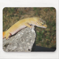SHTCT Leopard Gecko