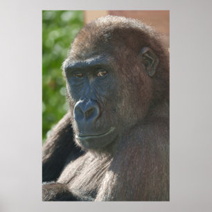Shufai from Twycross Zoo Poster