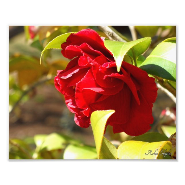 Shy Camelia Photo Print (Front)
